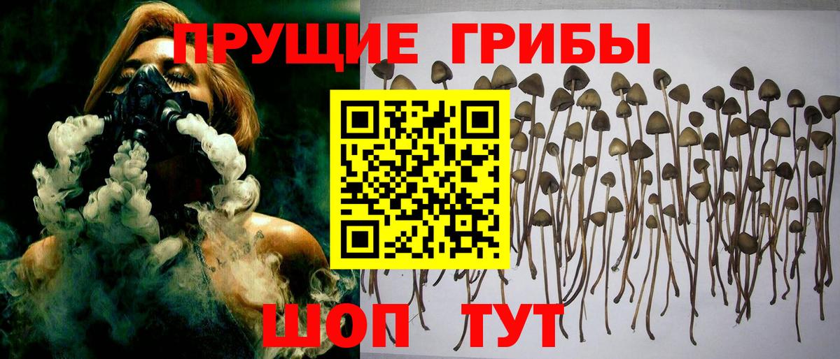 Псилоцибиновые грибы Psilocybine cubensis  Галлюциногенные грибы прущие грибы  Губкинский  Вход с VPN 